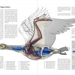 Editorial-Illustrationen zum Thema Vogelflug