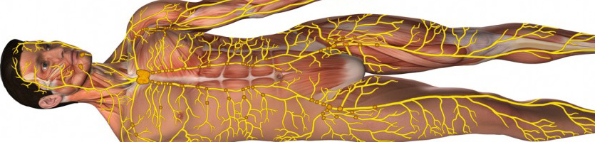 Schematische Darstellung des menschlichen Lymphsystems